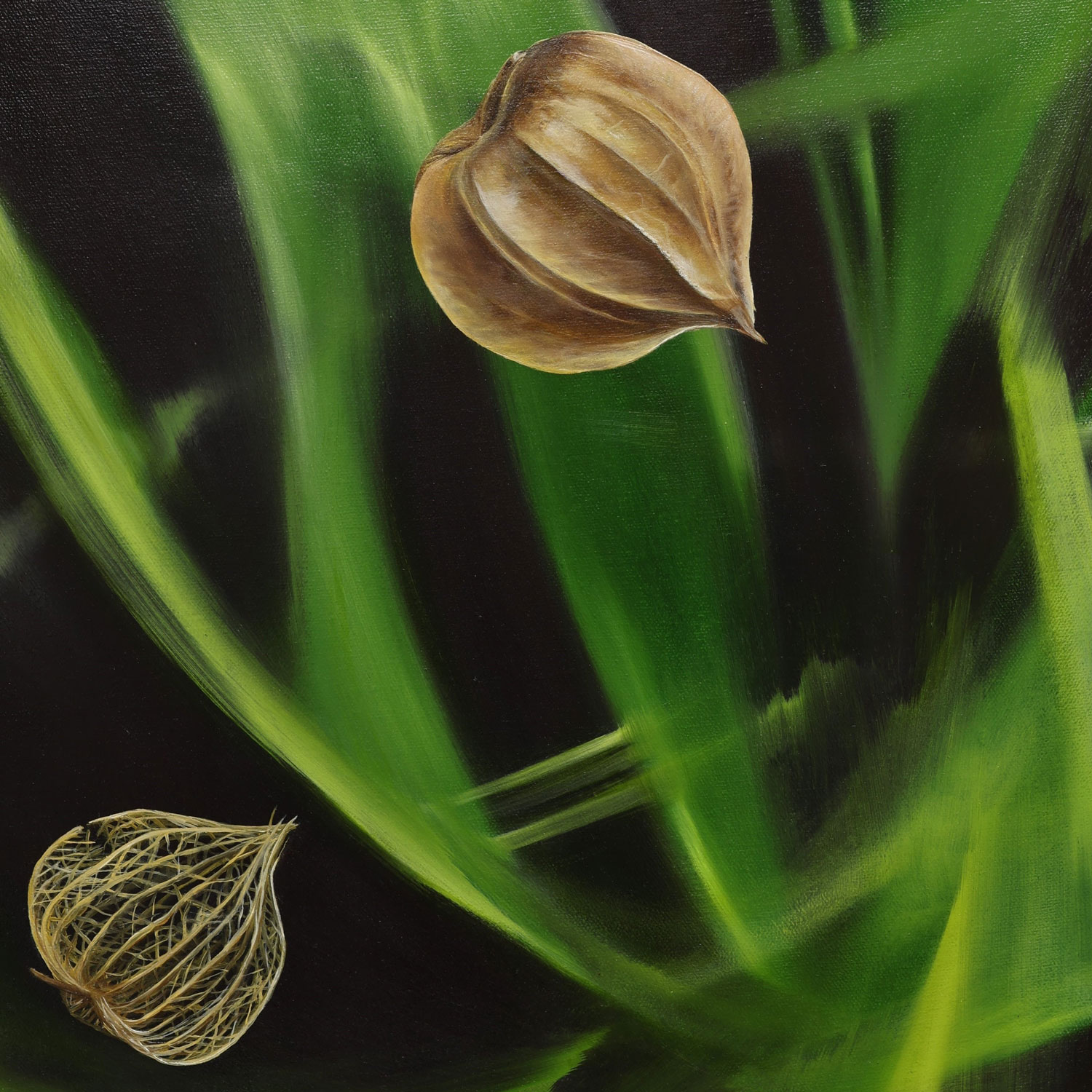 Contemplating Physalis