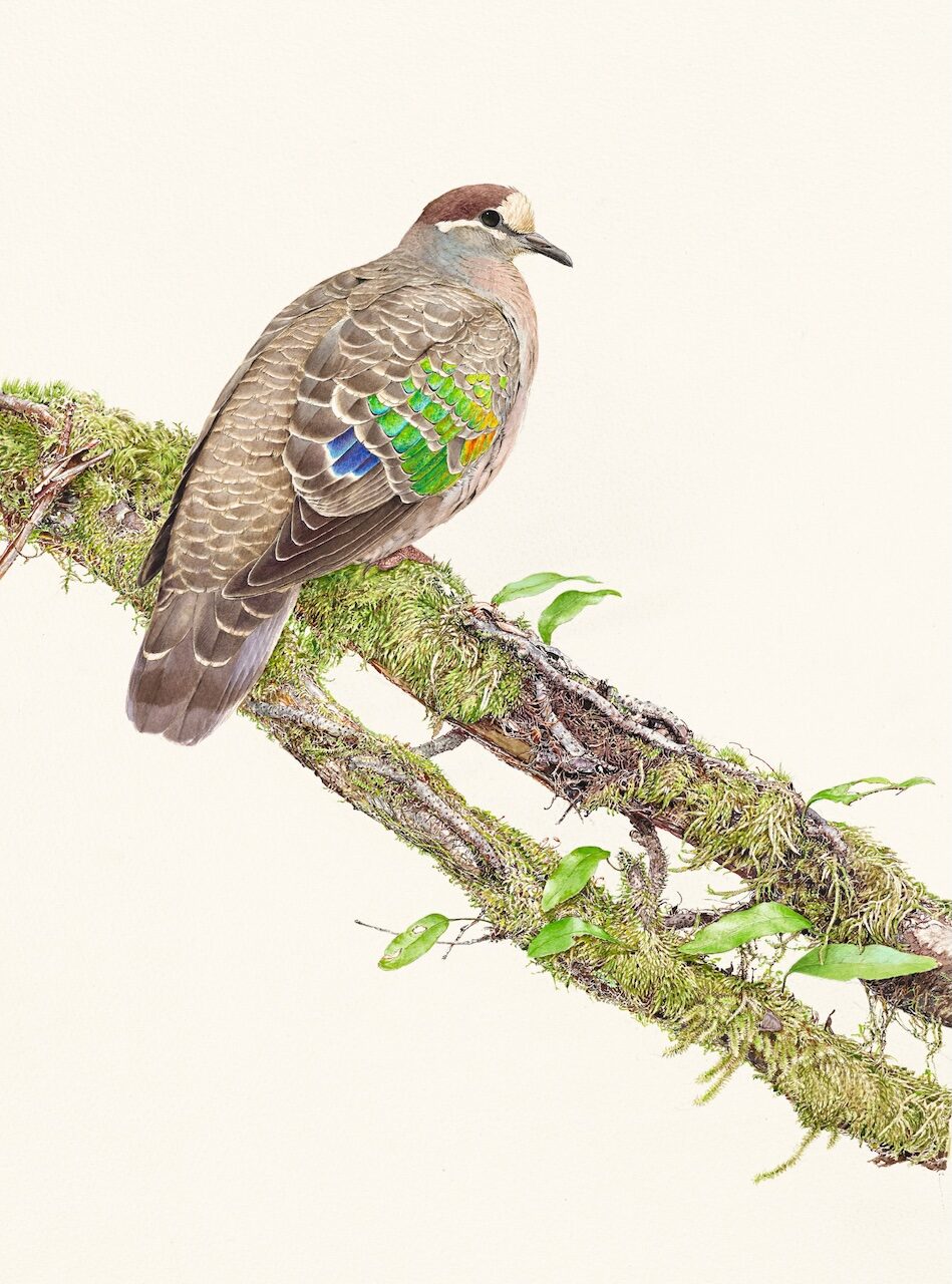 Birds