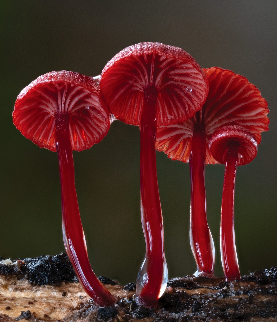 Film Screening + Q&A: Nature’s Bounty – Mushrooms of the African Miombo